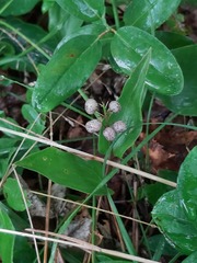 Maianthemum canadense