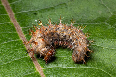 Polygonia interrogationis