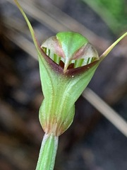 Pterostylis concinna