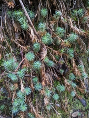 Dawsonia superba