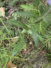 Erigeron philadelphicus