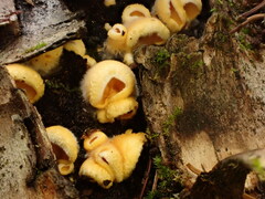 Phyllotopsis nidulans