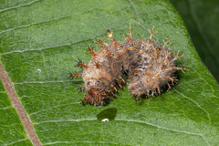 Polygonia interrogationis