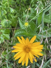 Heliopsis helianthoides