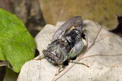 Neotibicen canicularis