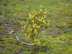 Hibbertia virgata