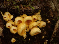 Phyllotopsis nidulans