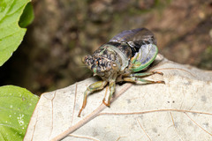 Neotibicen canicularis
