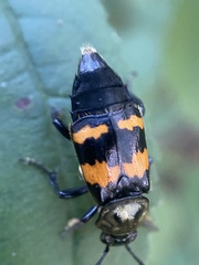 Nicrophorus tomentosus