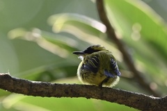 Todirostrum chrysocrotaphum