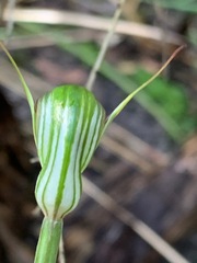 Pterostylis concinna