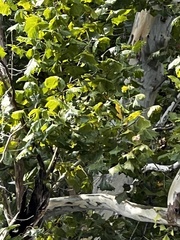 Platanus occidentalis