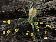 Mangora maculata