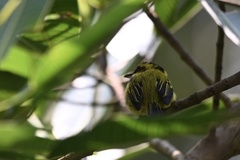Todirostrum chrysocrotaphum