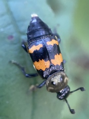 Nicrophorus tomentosus