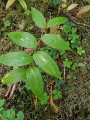 Streptopus lanceolatus