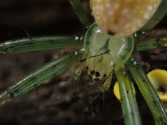 Mangora maculata