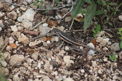 Sceloporus chrysostictus
