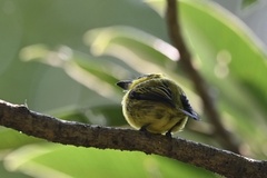 Todirostrum chrysocrotaphum