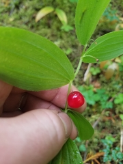 Streptopus lanceolatus