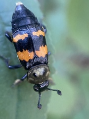 Nicrophorus tomentosus