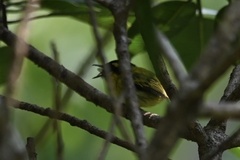 Todirostrum chrysocrotaphum