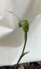 Pterostylis concinna
