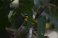 Todirostrum chrysocrotaphum