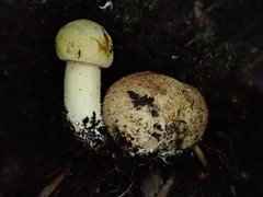 Pseudoboletus parasiticus