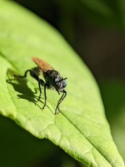 Laphria canis