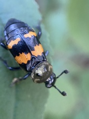 Nicrophorus tomentosus