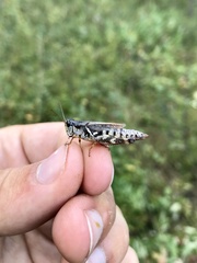 Melanoplus fasciatus