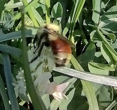 Bombus huntii