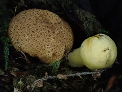 Pseudoboletus parasiticus