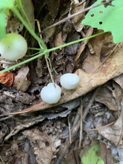 Tetrapyrgos nigripes