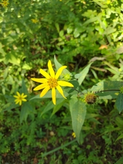 Helianthus divaricatus