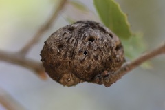 Amphibolips quercuspomiformis
