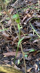 Pterostylis concinna