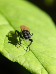 Laphria canis