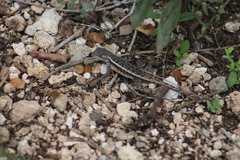 Sceloporus chrysostictus