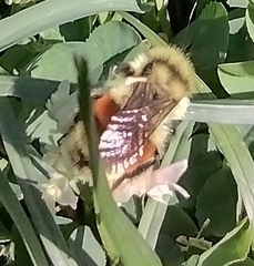 Bombus huntii