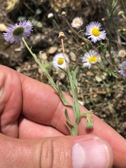 Erigeron divergens