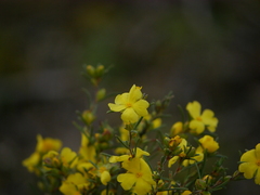 Hibbertia virgata