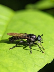 Laphria canis