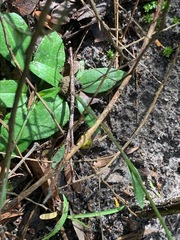 Pterostylis concinna