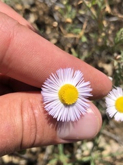 Erigeron divergens