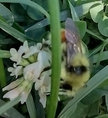 Bombus huntii