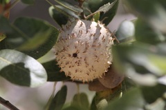 Amphibolips quercuspomiformis