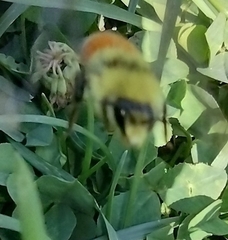 Bombus huntii