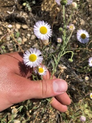 Erigeron divergens